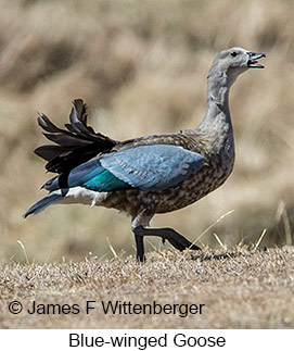 Blue-winged Goose - &copy; James F Wittenberger and Exotic Birding LLC