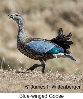 Blue-winged Goose - © James F Wittenberger and Exotic Birding LLC