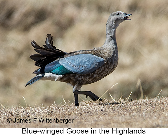 Blue-winged Goose - © James F Wittenberger and Exotic Birding LLC