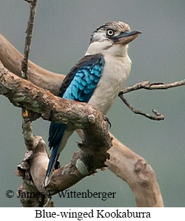Blue-winged Kookaburra - © James F Wittenberger and Exotic Birding LLC