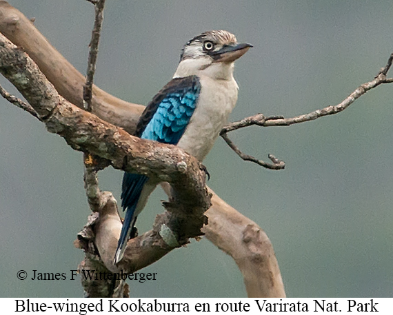 Blue-winged Kookaburra - © James F Wittenberger and Exotic Birding LLC