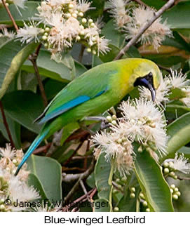 Blue-winged Leafbird - © James F Wittenberger and Exotic Birding LLC