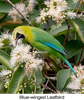 Blue-winged Leafbird - © James F Wittenberger and Exotic Birding LLC