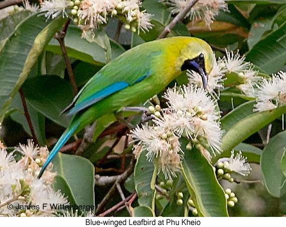 Blue-winged Leafbird - © James F Wittenberger and Exotic Birding LLC