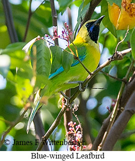Blue-winged Leafbird - &copy; James F Wittenberger and Exotic Birding LLC