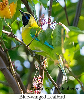 Blue-winged Leafbird - © James F Wittenberger and Exotic Birding LLC