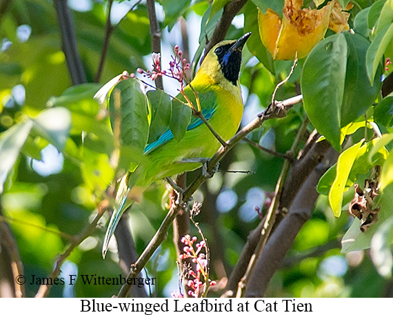 Blue-winged Leafbird - © James F Wittenberger and Exotic Birding LLC