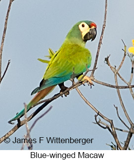 Blue-winged Macaw - © James F Wittenberger and Exotic Birding LLC Blue-winged Macaw - © James F Wittenberger and Exotic Birding LLC