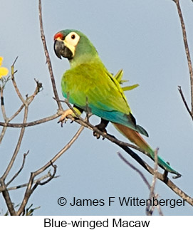 Blue-winged Macaw - © James F Wittenberger and Exotic Birding LLC