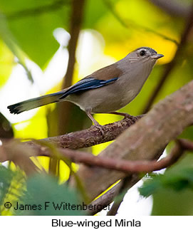 Blue-winged Minla - © James F Wittenberger and Exotic Birding LLC