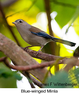 Blue-winged Minla - © James F Wittenberger and Exotic Birding LLC