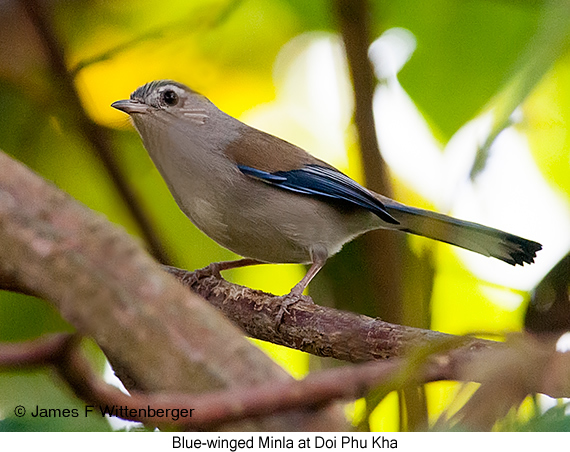 Blue-winged Minla - © James F Wittenberger and Exotic Birding LLC