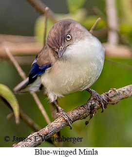 Blue-winged Minla - © James F Wittenberger and Exotic Birding LLC