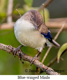 Blue-winged Minla - &copy; James F Wittenberger and Exotic Birding LLC