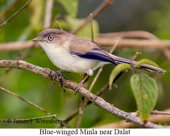 Blue-winged Minla - © James F Wittenberger and Exotic Birding LLC Blue-winged Minla - © James F Wittenberger and Exotic Birding LLC