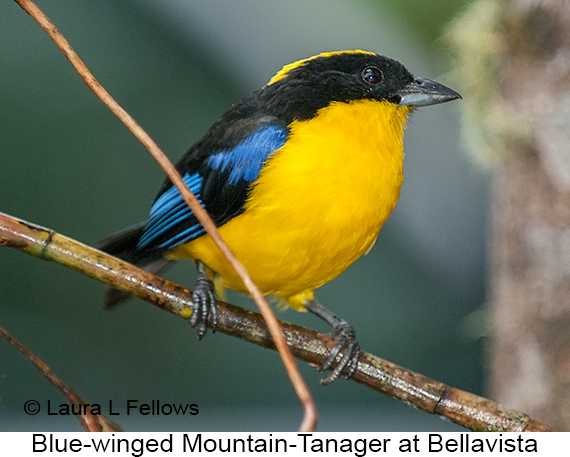 Blue-winged Mountain-Tanager - © James F Wittenberger and Exotic Birding LLC