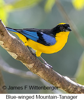 Blue-winged Mountain-Tanager - © James F Wittenberger and Exotic Birding Tours Blue-winged Mountain-Tanager - © James F Wittenberger and Exotic Birding Tours