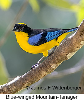 Blue-winged Mountain-Tanager - © James F Wittenberger and Exotic Birding LLC Blue-winged Mountain-Tanager - © James F Wittenberger and Exotic Birding LLC
