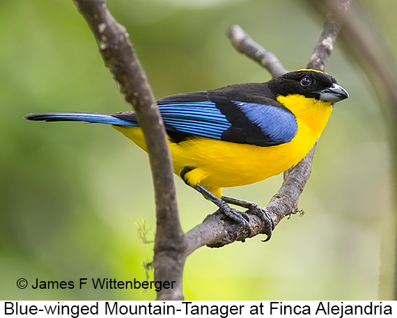 Blue-winged Mountain-Tanager - © James F Wittenberger and Exotic Birding LLC