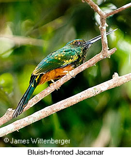 Bluish-fronted Jacamar - © James F Wittenberger and Exotic Birding LLC