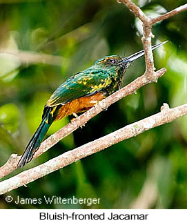 Bluish-fronted Jacamar - © James F Wittenberger and Exotic Birding LLC Bluish-fronted Jacamar - © James F Wittenberger and Exotic Birding LLC