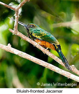 Bluish-fronted Jacamar - © James F Wittenberger and Exotic Birding LLC