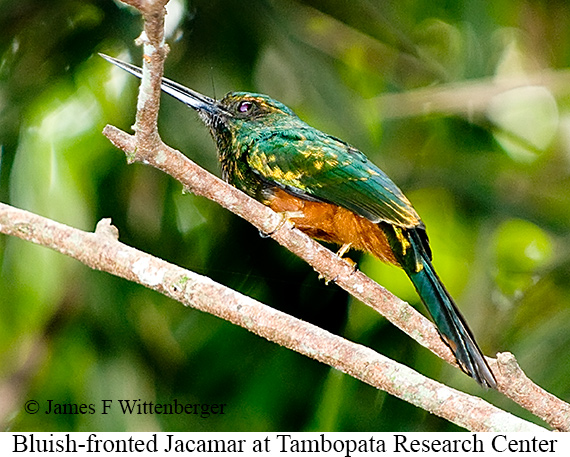 Bluish-fronted Jacamar - &copy; James F Wittenberger and Exotic Birding LLC