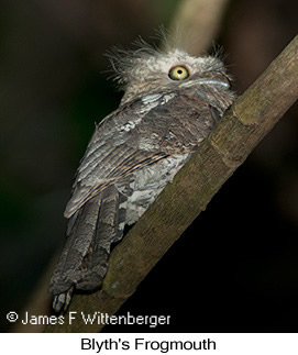 Blyth's Frogmouth - © James F Wittenberger and Exotic Birding LLC