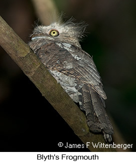 Blyth's Frogmouth - &copy; James F Wittenberger and Exotic Birding LLC