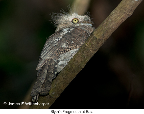 Blyth's Frogmouth - © James F Wittenberger and Exotic Birding LLC