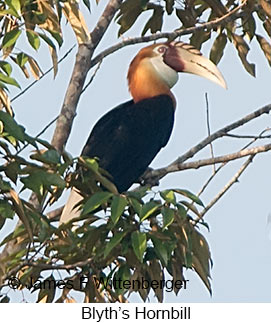 Blyth's Hornbill - © James F Wittenberger and Exotic Birding LLC