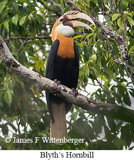 Blyth's Hornbill - © James F Wittenberger and Exotic Birding LLC