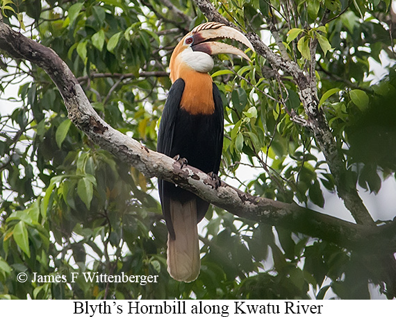 Blyth's Hornbill - © James F Wittenberger and Exotic Birding LLC