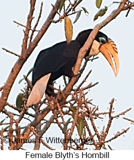 Blyth's Hornbill - &copy; James F Wittenberger and Exotic Birding LLC