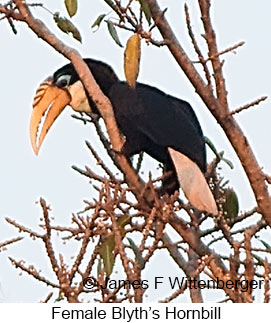 Blyth's Hornbill - © James F Wittenberger and Exotic Birding LLC