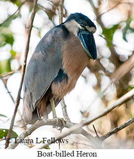 Boat-billed Heron - © Laura L Fellows and Exotic Birding LLC