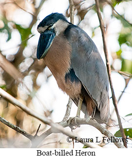 Boat-billed Heron - © Laura L Fellows and Exotic Birding LLC Boat-billed Heron - © Laura L Fellows and Exotic Birding LLC