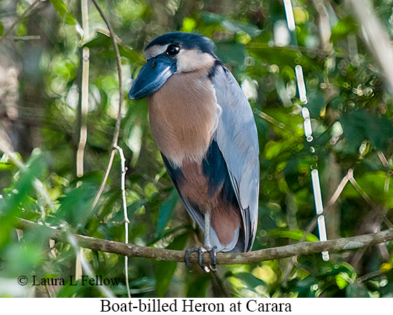Boat-billed Heron - © Laura L Fellows and Exotic Birding LLC
