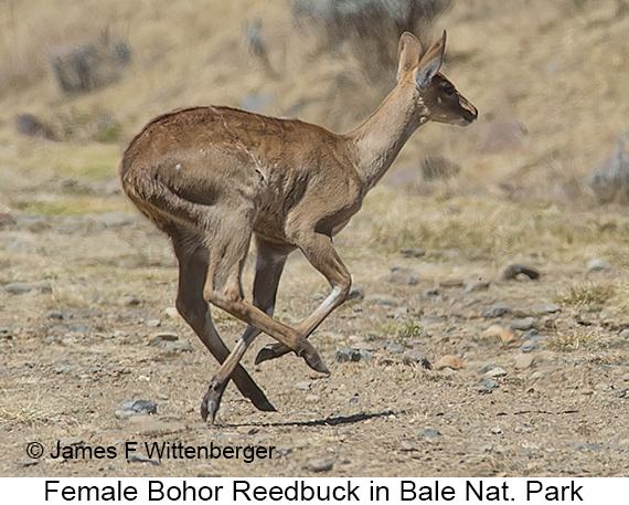 Bohor Reedbuck - © The Photographer and Exotic Birding LLC