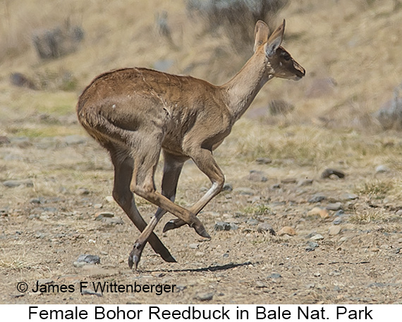 Bohor Reedbuck - © James F Wittenberger and Exotic Birding LLC Bohor Reedbuck - © James F Wittenberger and Exotic Birding LLC