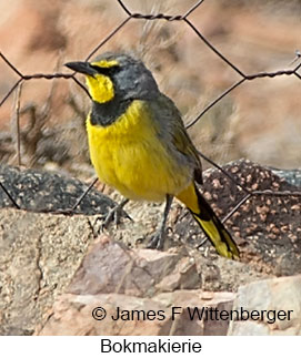 Bokmakierie - © James F Wittenberger and Exotic Birding LLC Bokmakierie - © James F Wittenberger and Exotic Birding LLC