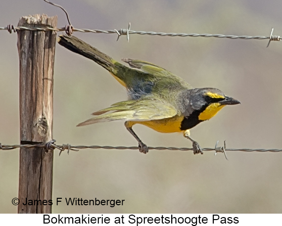 Bokmakierie - © The Photographer and Exotic Birding LLC