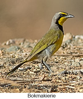 Bokmakierie - © James F Wittenberger and Exotic Birding LLC Bokmakierie - © James F Wittenberger and Exotic Birding LLC