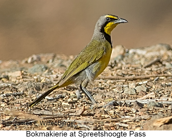 Bokmakierie - © James F Wittenberger and Exotic Birding LLC