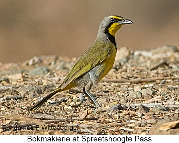 Bokmakierie - © James F Wittenberger and Exotic Birding LLC Bokmakierie - © James F Wittenberger and Exotic Birding LLC