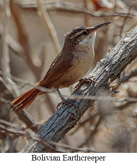 Bolivian Earthcreeper - courtesy Cesar Bollatty