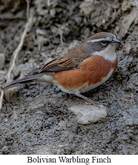 Bolivian Warbling Finch - courtesy Cesar Bollatty