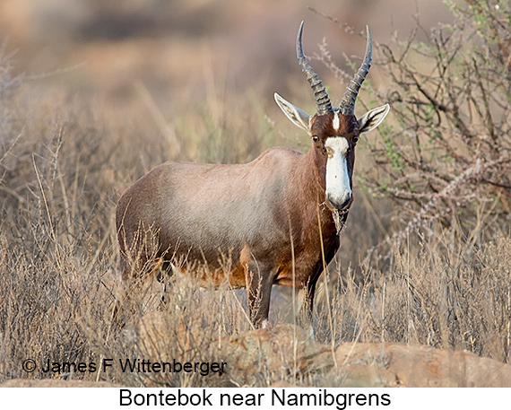 Bontebok - © James F Wittenberger and Exotic Birding LLC Bontebok - © James F Wittenberger and Exotic Birding LLC
