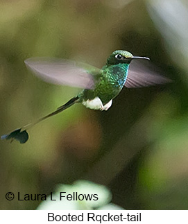 Booted Racket-tail - © Laura L Fellows and Exotic Birding LLC