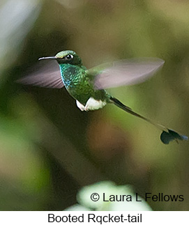 Booted Racket-tail - © Laura L Fellows and Exotic Birding Tours Booted Racket-tail - © Laura L Fellows and Exotic Birding Tours